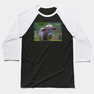 Costa Rica.  Portrait of some unknown cow. Baseball T-Shirt